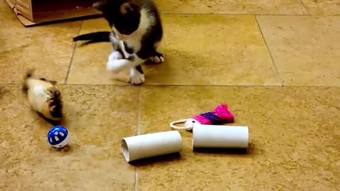 Kittens thrilled to discover toys at their new rescue home