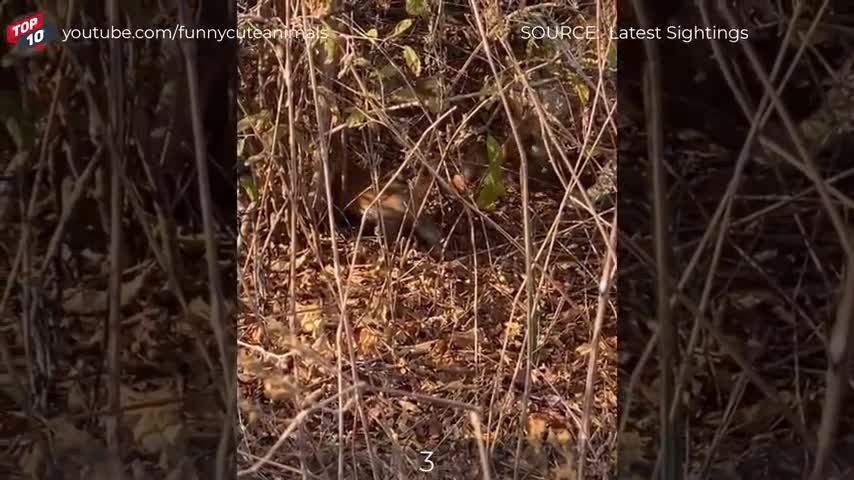 Fight Moments Of Lion And Leopard