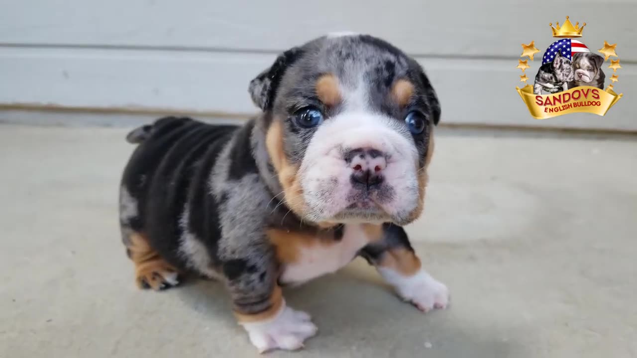 RARE ENGLISH BULLDOG PUPPIES