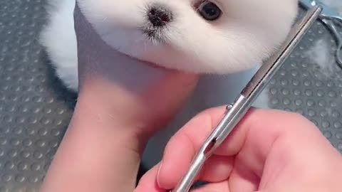 little lovely dog 4