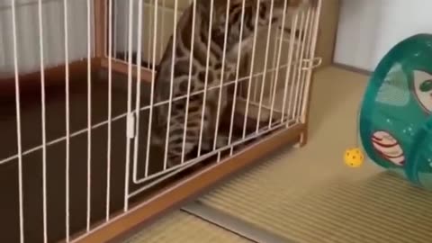 Funny Animal video of the