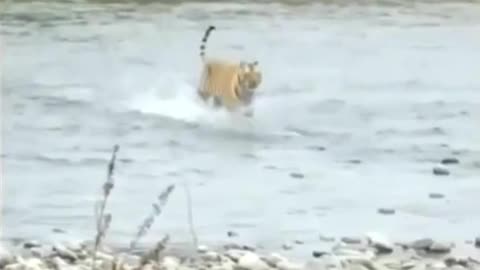 What did this tiger see because of which it is running? 😕😕😕😕😕 #animal #funny pets #funny animal