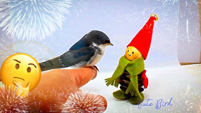 Cute Bird 🐦