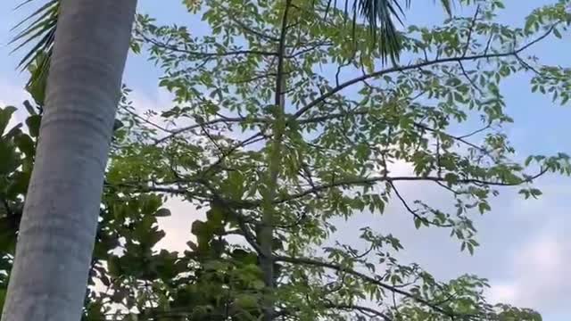 Ornamental coconut tree