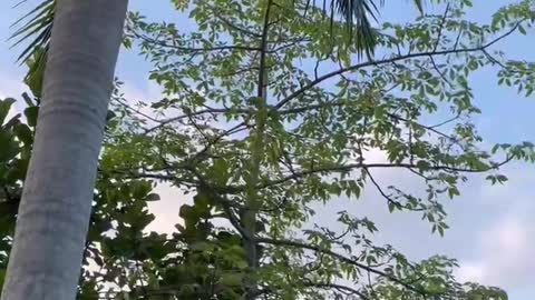 Ornamental coconut tree