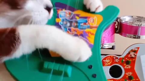 Cat Band
