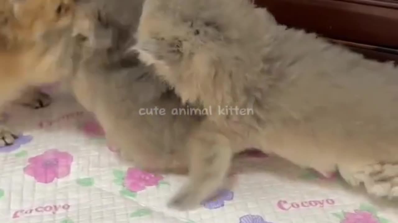 Cute animal kitten 😻💕 #cat #cute #kitten #pets #meow #videos #shorts