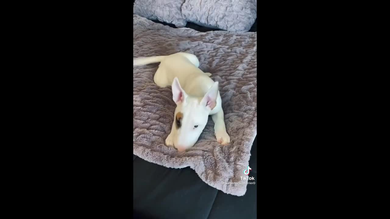 Bull terrier compilation