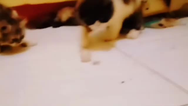 Simple cat πΊπ₯π€