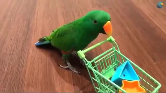 Super smart parrots and cockatiels.