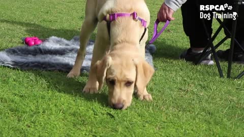 Sign up for RSPCA's free dog training course