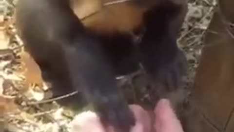 Little monkey teaches human how to crush leaves