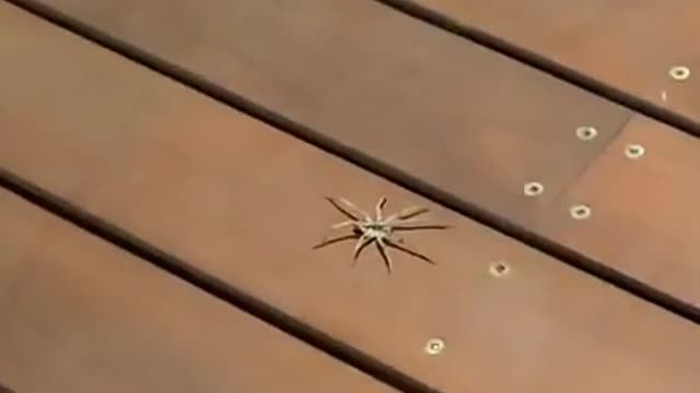 Australian spider