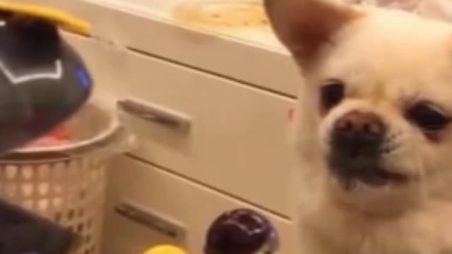 Try Not To Laugh Watching| Funny Animals Compilation