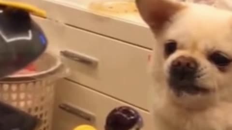 Try Not To Laugh Watching| Funny Animals Compilation