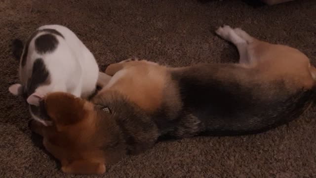 Taz the cat cleans dirty dog
