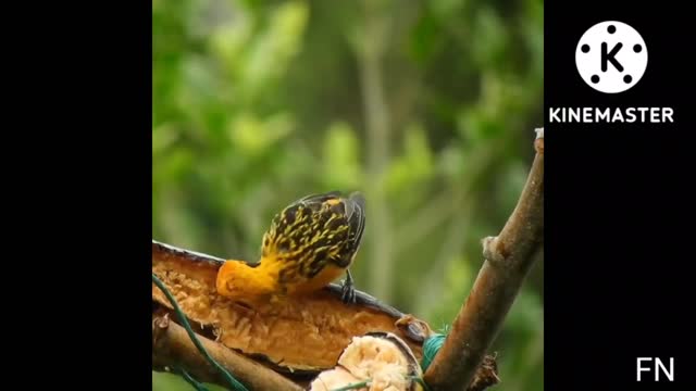 Mysterious forest #birdsounds #birds #nature #virul #short #healing #meditation #birds #bird