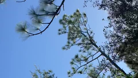 Tree tops are gorgeous today!