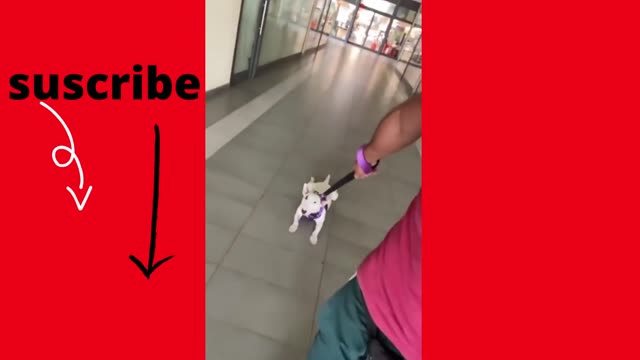 funny dog