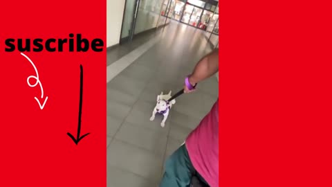funny dog