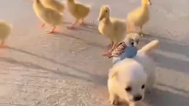 Cute animals 🐶 🦆 🐦 #shorts