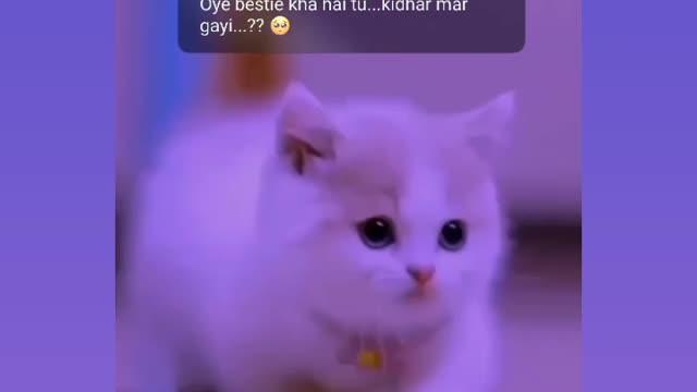 Cute puppy 🥰