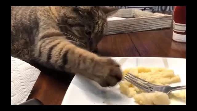 The most beautiful shots with naughty cats
