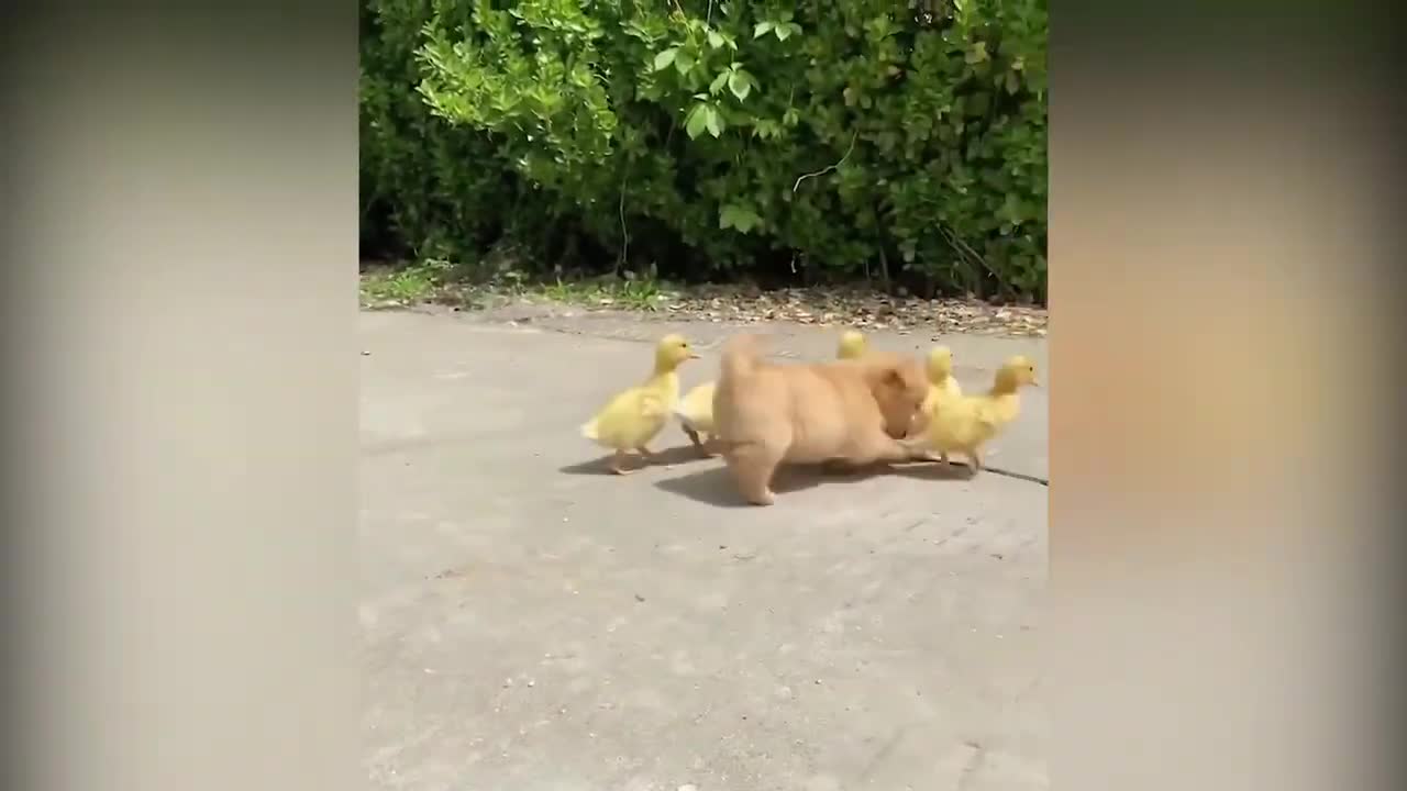 # A Cute Puppy Became The Boss Of Five Ducklings