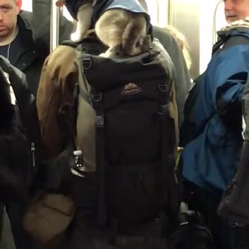 Cat wearing cutoff shirt stands on man's backpack in subway