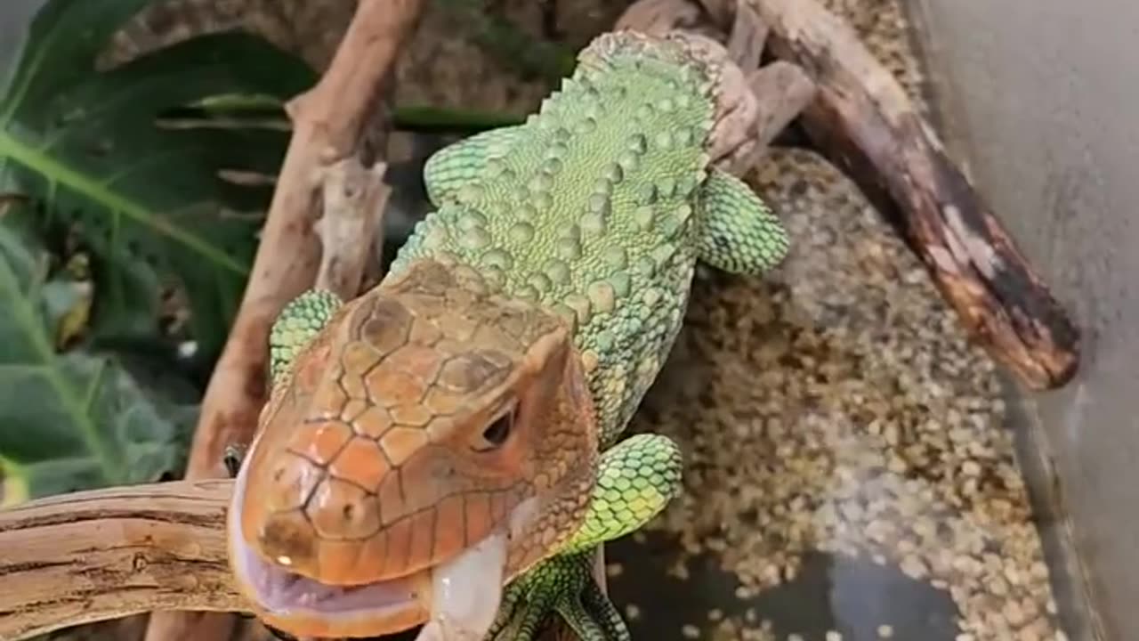 Beautiful Caiman Lizard! #shorts #reptiles