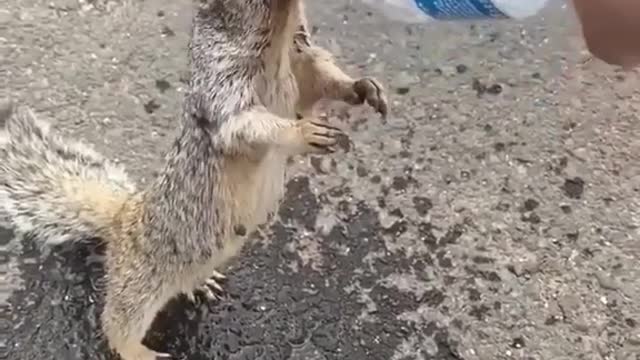 give me water 😱 amazing animal reaction with human