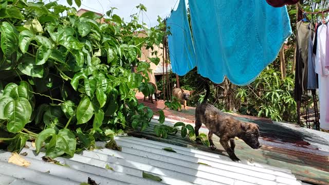 PUPPIES WENT TO THE ROOF