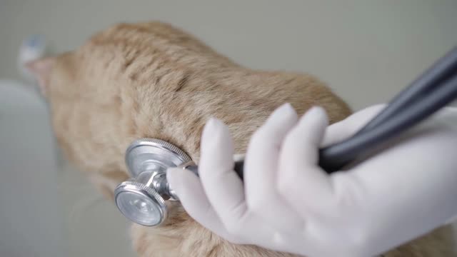 Close-up of gloved hands of veterinarian doctor