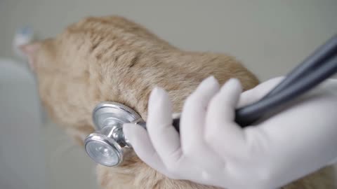 Close-up of gloved hands of veterinarian doctor