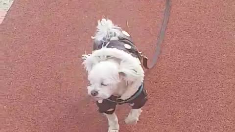 The dog on a walk, only the owner sees it and runs