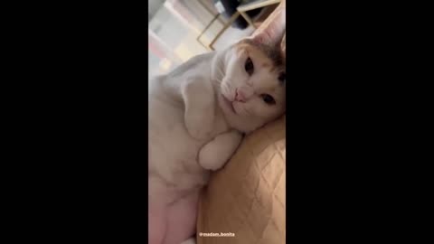 FUNNY NEW ANIMAL VIDEOS 2023😺🐶 CUTE CATS
