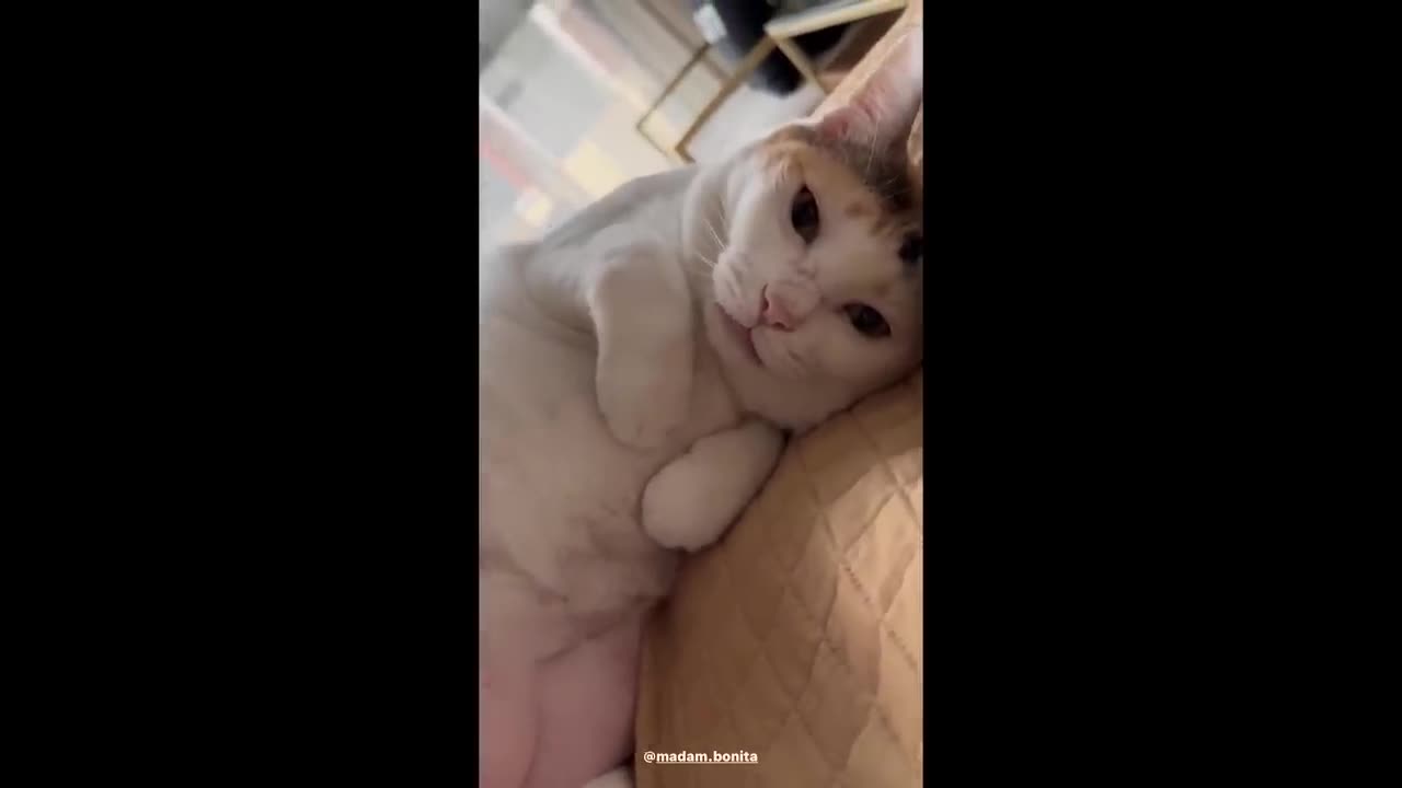 FUNNY NEW ANIMAL VIDEOS 2023😺🐶 CUTE CATS
