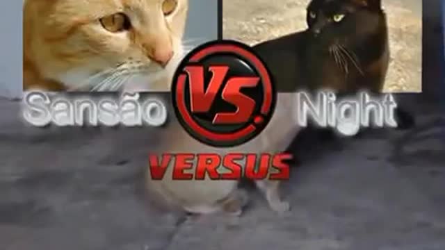 Two crazy ninja cats fighting