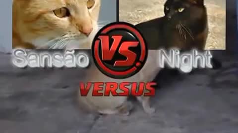 Two crazy ninja cats fighting