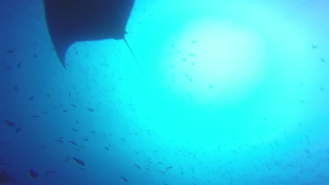 Gigantic manta ray buzzes scuba diver as he surfaces