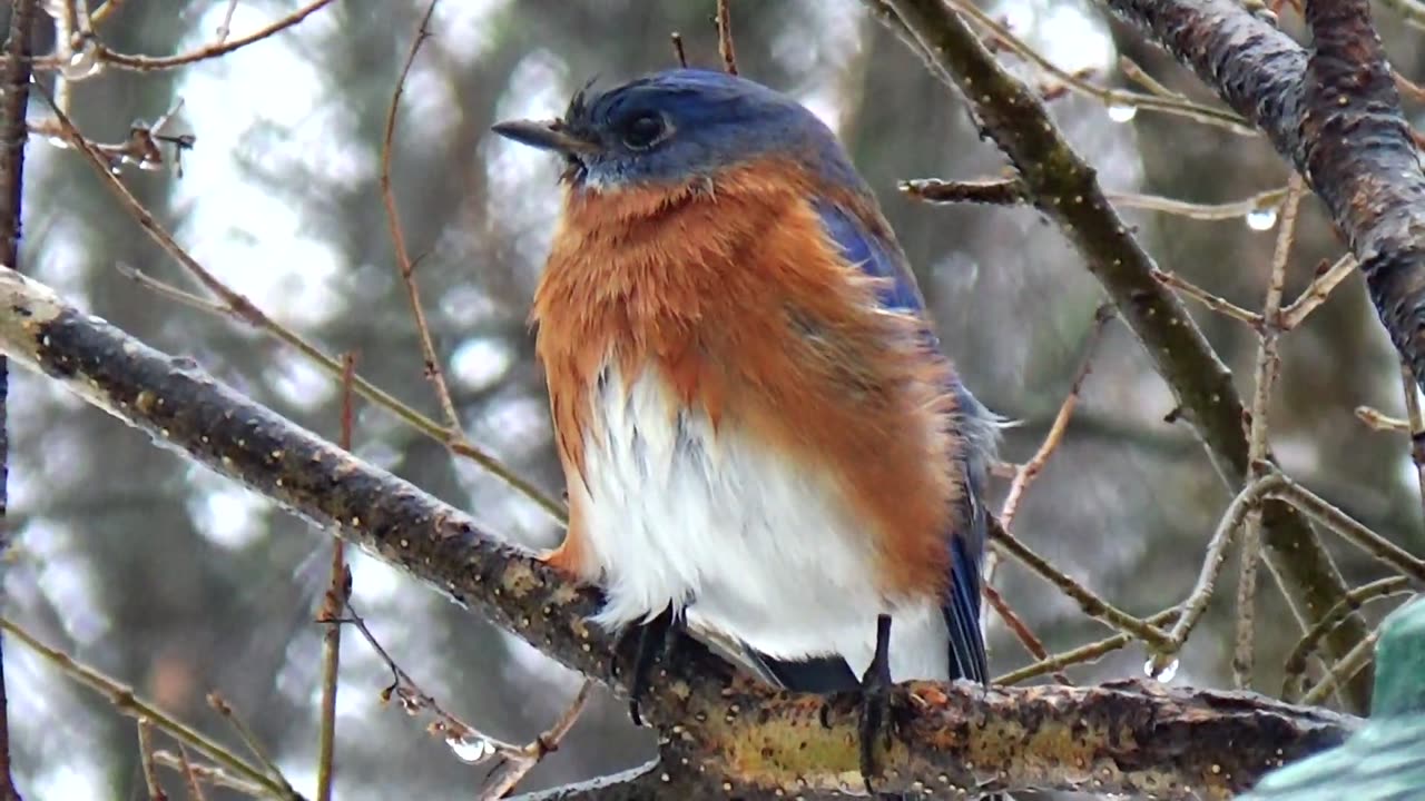 Bluebird