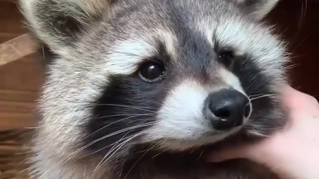 Raccoons are so adorable