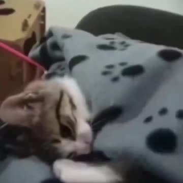A cute kitten pulling the blanket back to stay in bed.