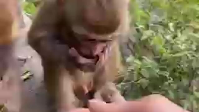 monkey status | monkey video |Funny animal status| monkey funny #animal #monkey