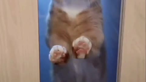 I didn't expect my kitten to be so cold