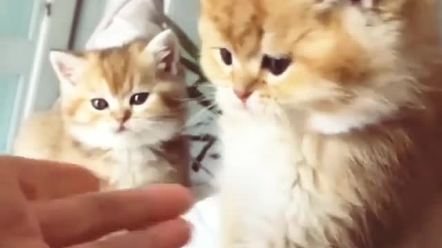 💕💕Cuteey pai cutes cat😳😳😳😳
