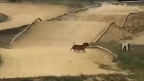 Dog is Running in Toys Racing Track. Very Funny