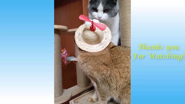 Funny and cute animal videos that will make you happy