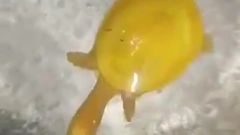 A Rare Yellow Colored Turtle in India