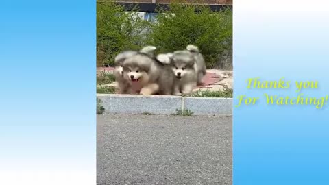 Funny Animal Videos 2021 - Impossible not to